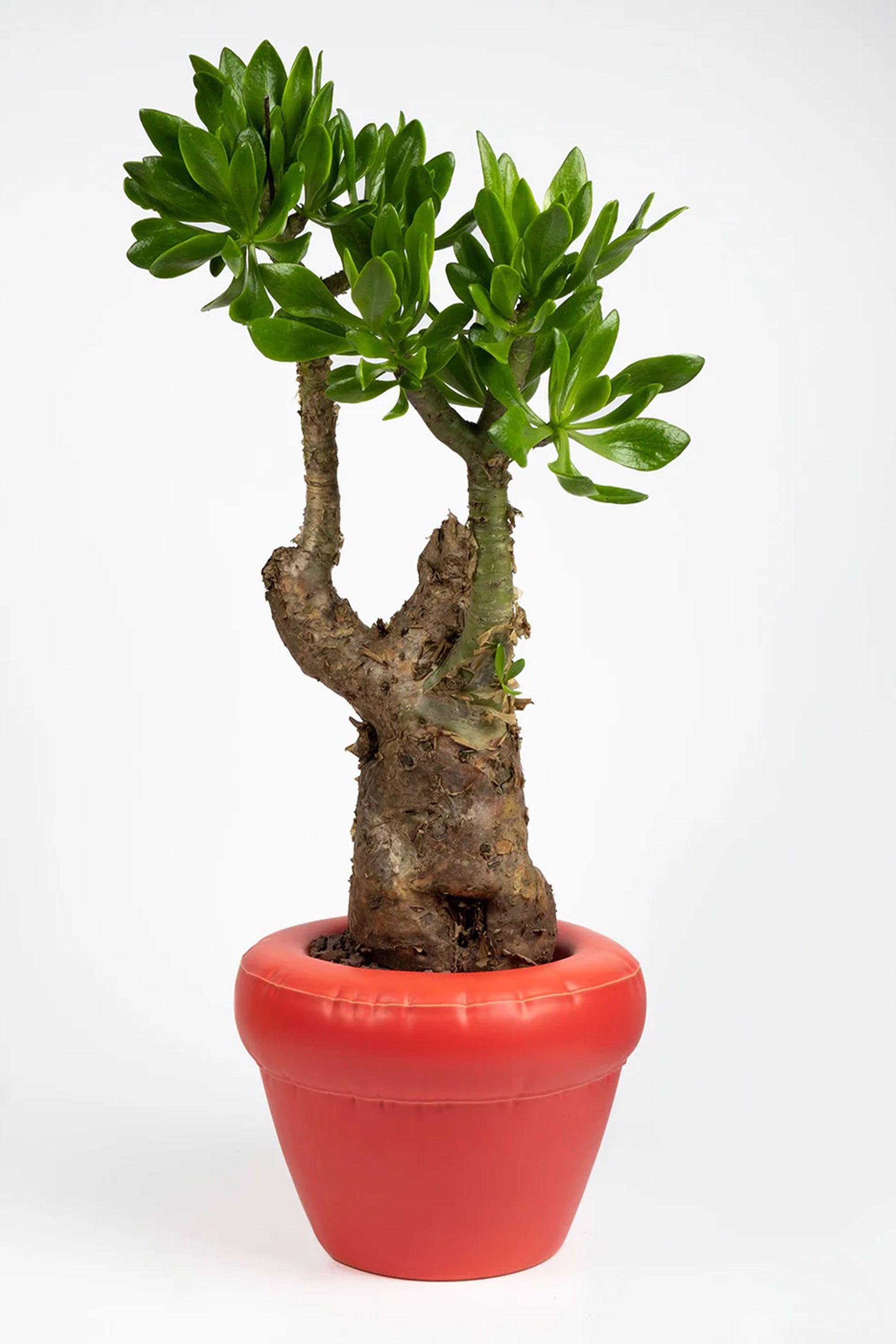 Planter Pierre Coral Matte